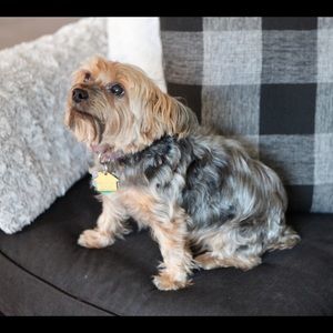 Meet your Posher, Devin